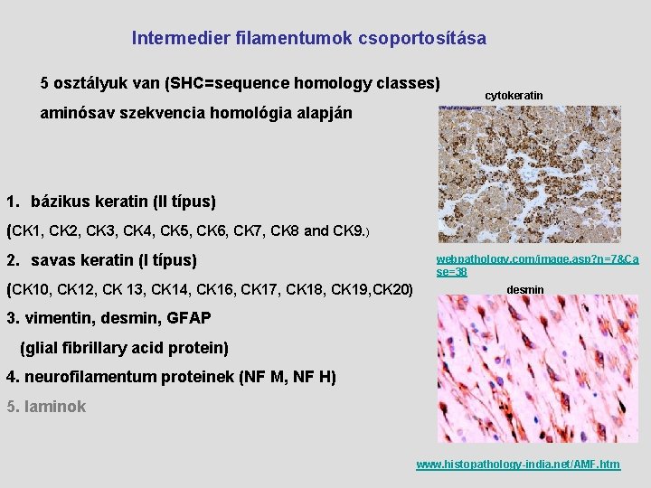 Intermedier filamentumok csoportosítása 5 osztályuk van (SHC=sequence homology classes) cytokeratin aminósav szekvencia homológia alapján