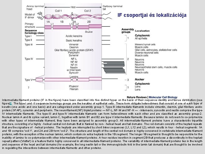 IF csoportjai és lokalizációja Intermediate-filament proteins (IF in the figure) have been classified into