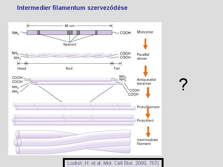 Intermedier filamentum szerveződése ? (Lodish, H. et al. Mol. Cell Biol. 2000, 767) 