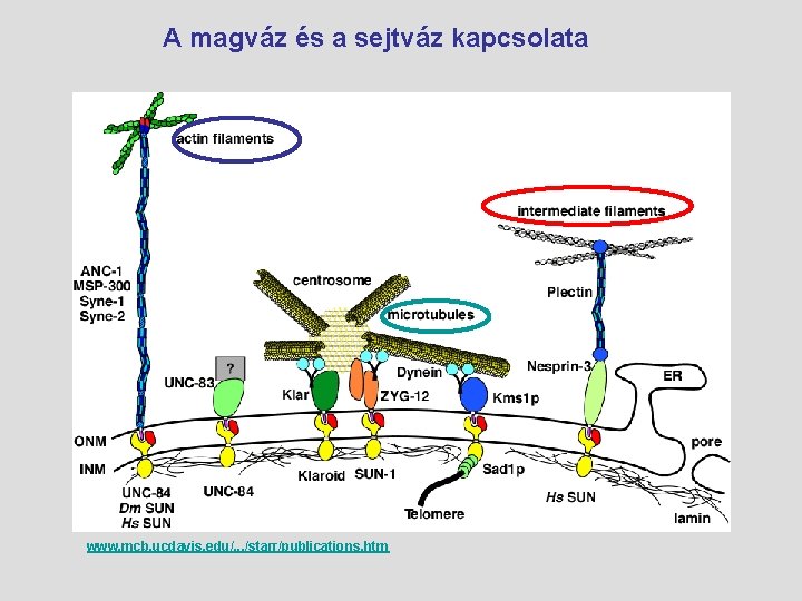 A magváz és a sejtváz kapcsolata www. mcb. ucdavis. edu/. . . /starr/publications. htm