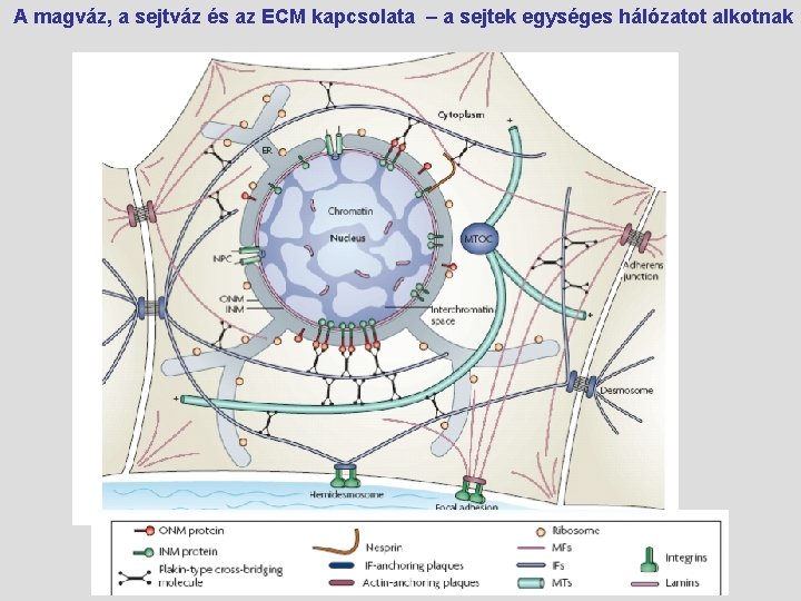 A magváz, a sejtváz és az ECM kapcsolata – a sejtek egységes hálózatot alkotnak