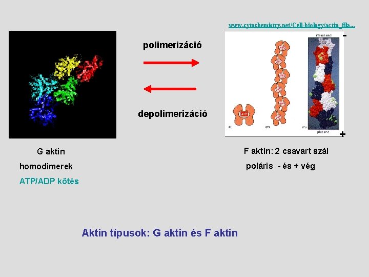 www. cytochemistry. net/Cell-biology/actin_fila. . . - polimerizáció depolimerizáció + F aktin: 2 csavart szál