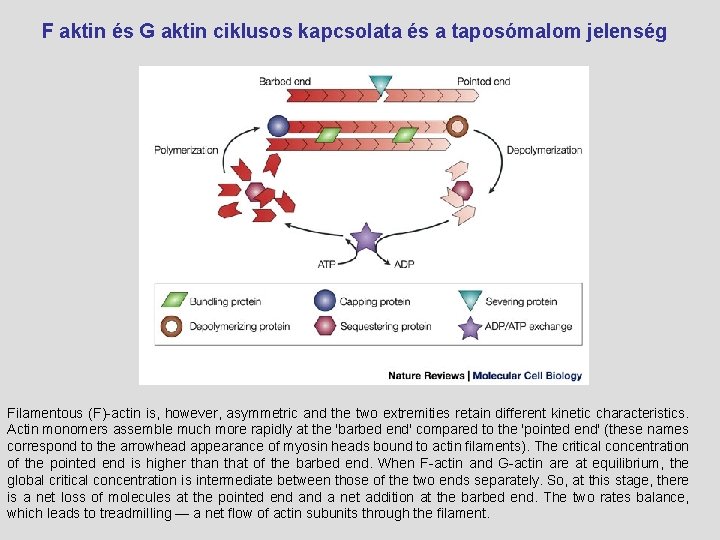  F aktin és G aktin ciklusos kapcsolata és a taposómalom jelenség Filamentous (F)-actin