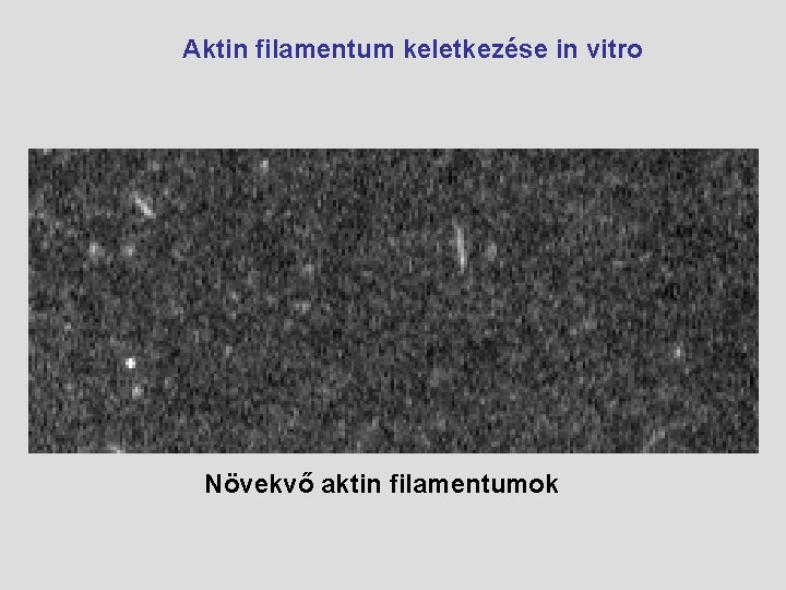  Aktin filamentum keletkezése in vitro Növekvő aktin filamentumok 