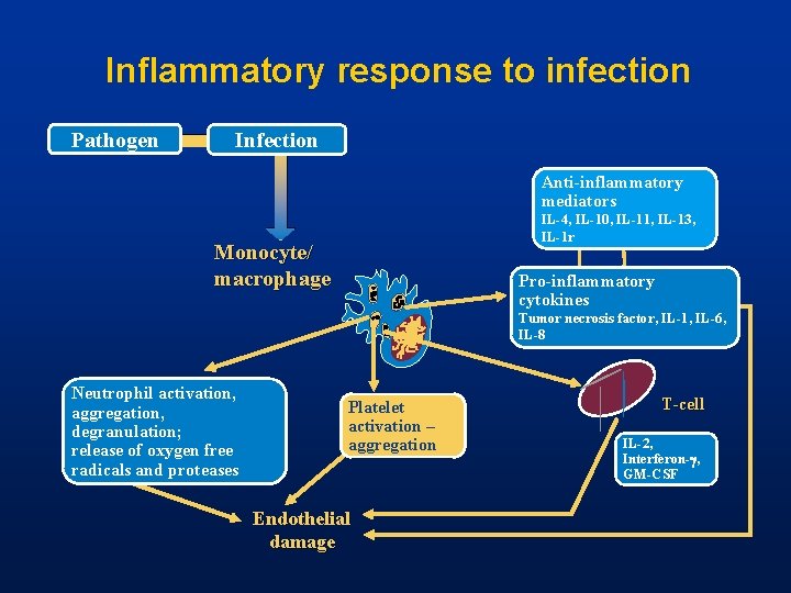 Inflammatory response to infection Pathogen Infection Anti-inflammatory mediators IL-4, IL-10, IL-11, IL-13, IL-1 r