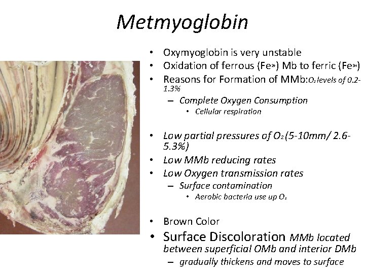 Metmyoglobin • Oxymyoglobin is very unstable • Oxidation of ferrous (Fe 2+) Mb to