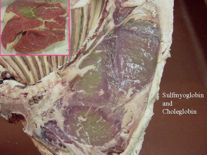 Sulfmyoglobin and Choleglobin 