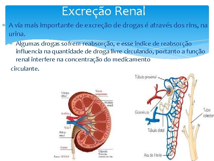 Excreção Renal A via mais importante de excreção de drogas é através dos rins, Excreção Renal A via mais importante de excreção de drogas é através dos rins,