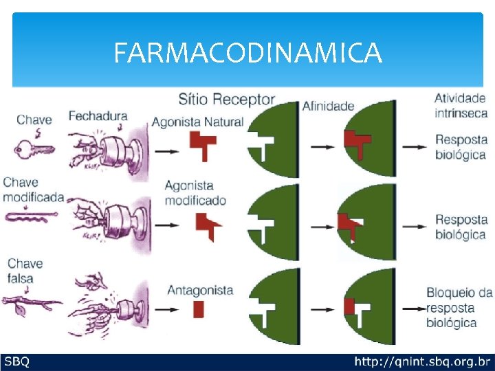 FARMACODINAMICA FARMACODINAMICA