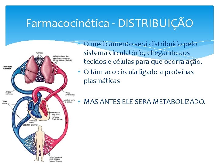 Farmacocinética - DISTRIBUIÇÃO O medicamento será distribuído pelo sistema circulatório, chegando aos tecidos e Farmacocinética - DISTRIBUIÇÃO O medicamento será distribuído pelo sistema circulatório, chegando aos tecidos e