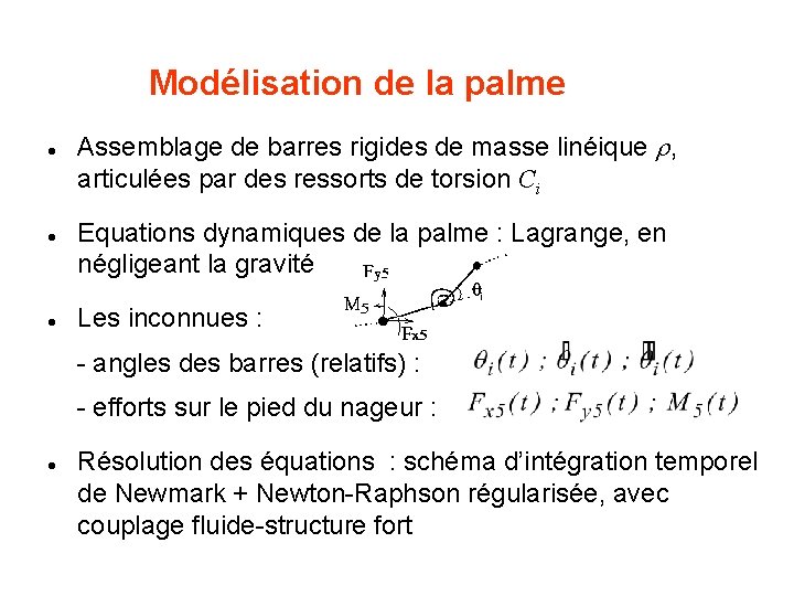 Modélisation de la palme l l l Assemblage de barres rigides de masse linéique