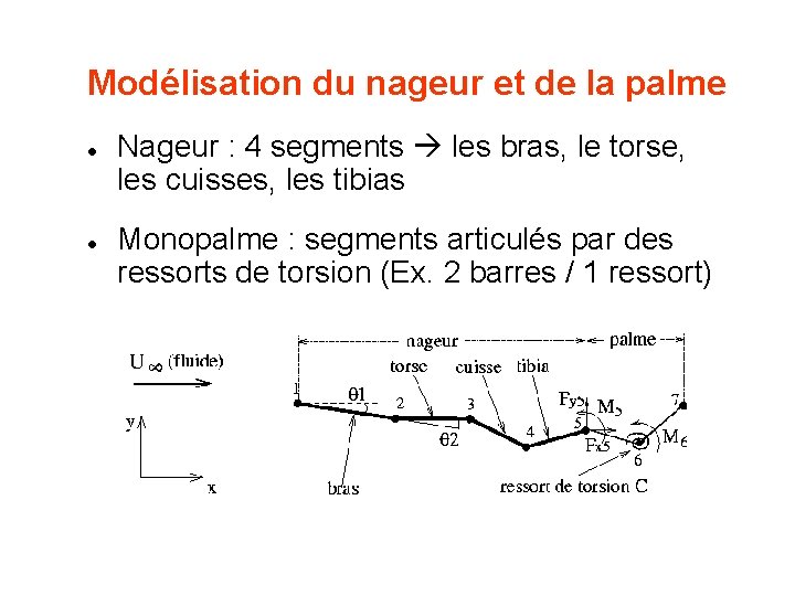 Modélisation du nageur et de la palme l l Nageur : 4 segments les