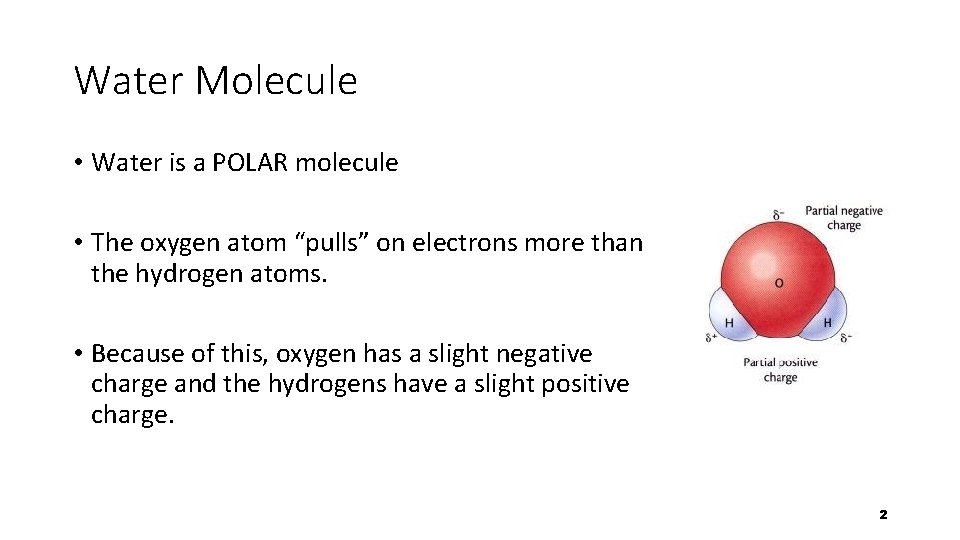 Water Molecule • Water is a POLAR molecule • The oxygen atom “pulls” on