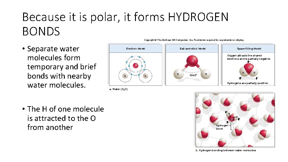 Because it is polar, it forms HYDROGEN BONDS Copyright © The Mc. Graw-Hill Companies,