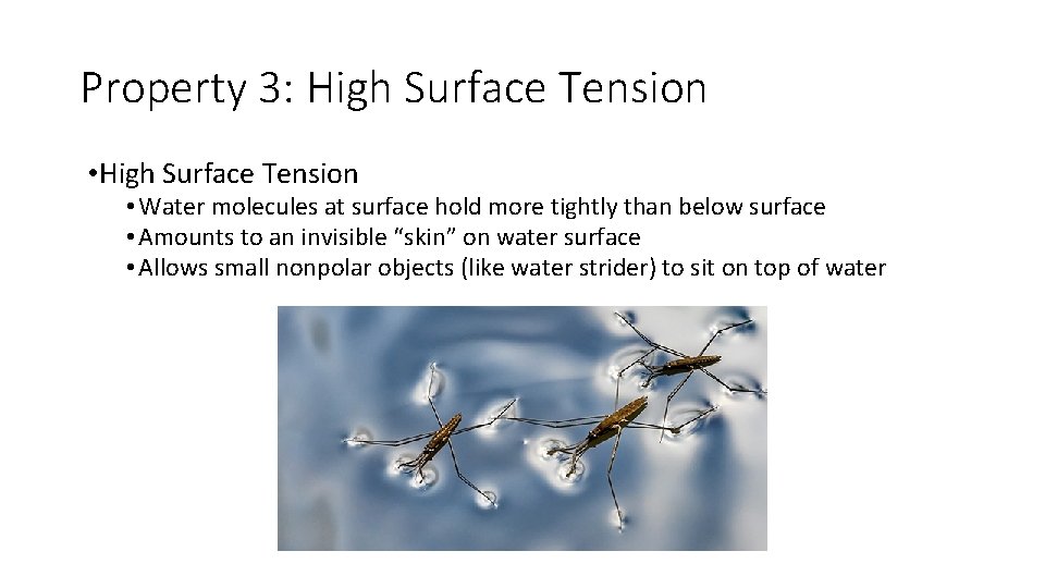 Property 3: High Surface Tension • High Surface Tension • Water molecules at surface