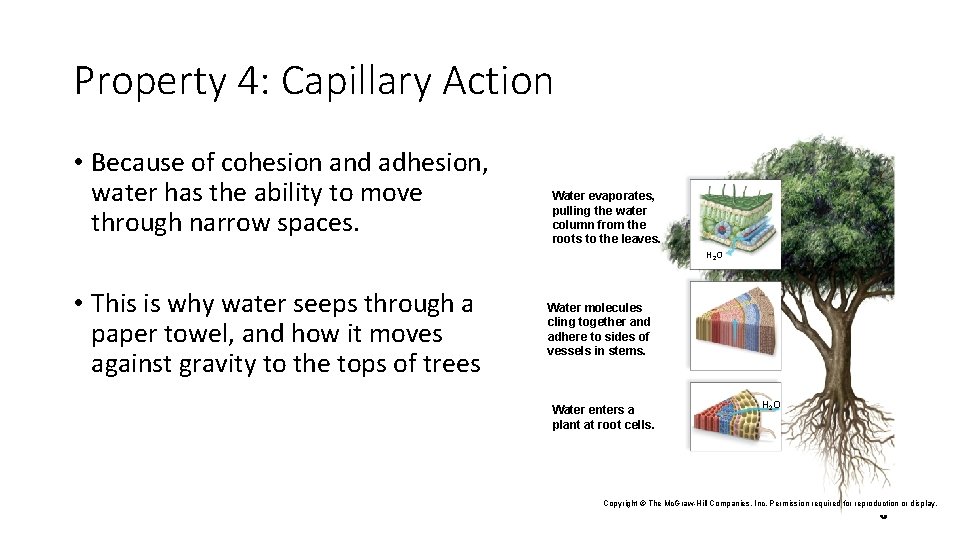 Property 4: Capillary Action • Because of cohesion and adhesion, water has the ability