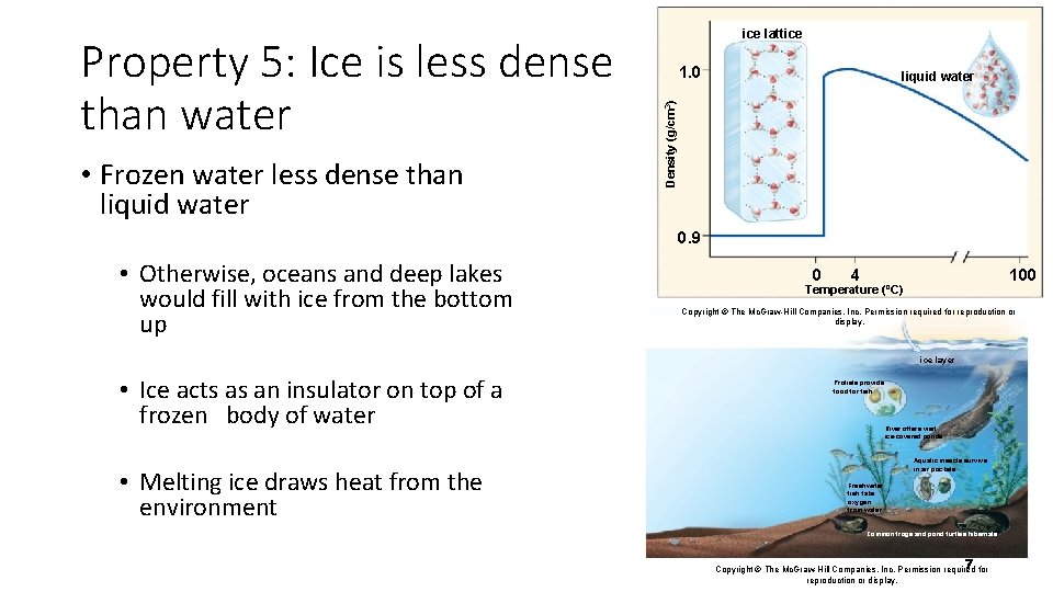  • Frozen water less dense than liquid water 1. 0 liquid water Density