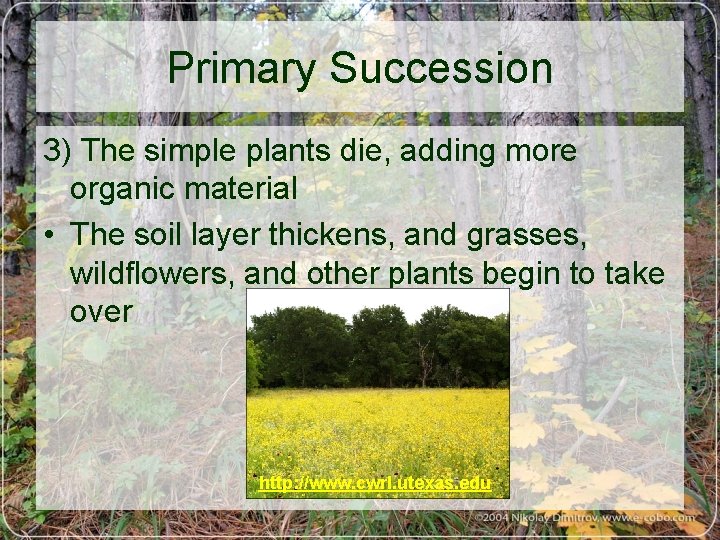Primary Succession 3) The simple plants die, adding more organic material • The soil