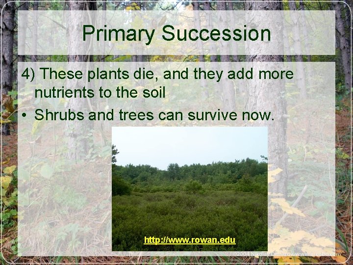 Primary Succession 4) These plants die, and they add more nutrients to the soil