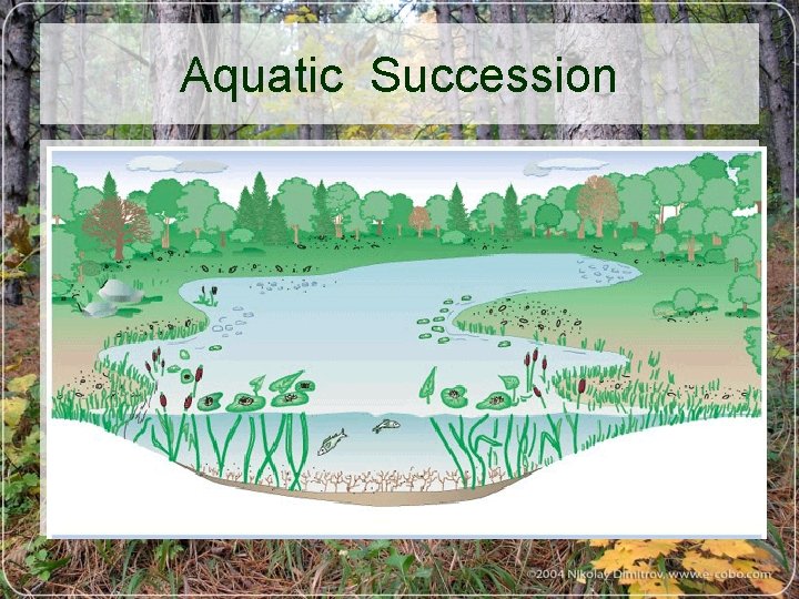 Aquatic Succession 