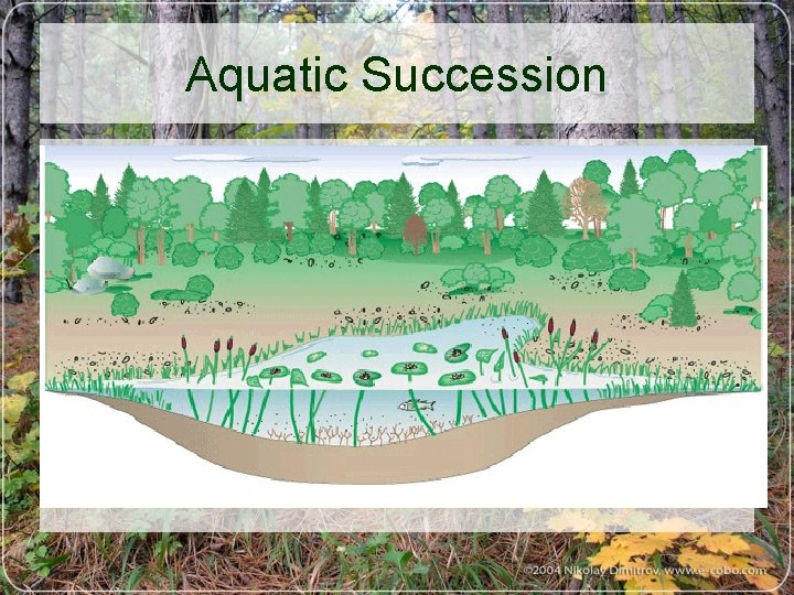 Aquatic Succession 