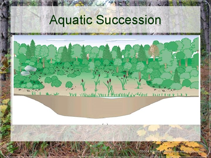 Aquatic Succession 