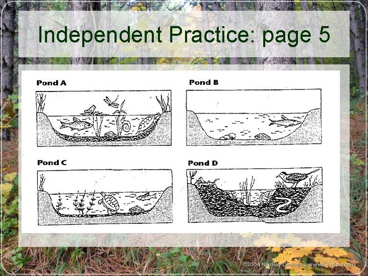 Independent Practice: page 5 