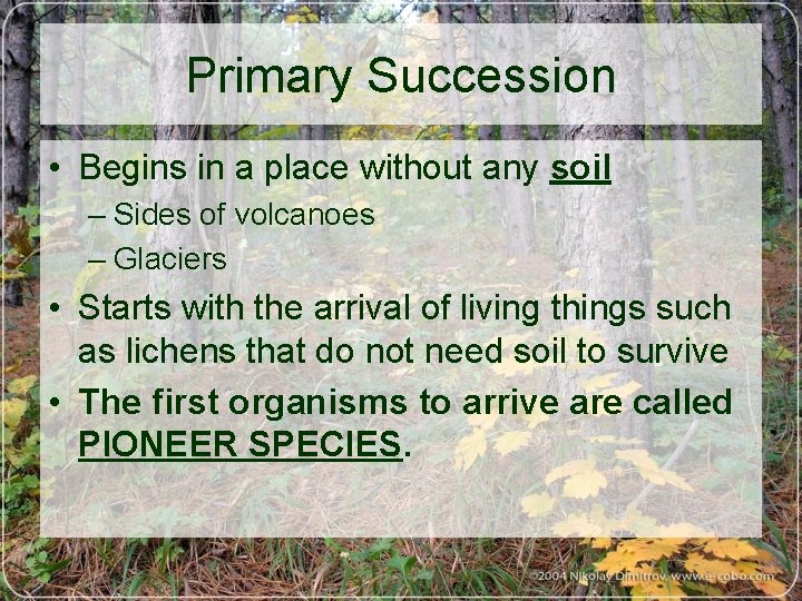 Primary Succession • Begins in a place without any soil – Sides of volcanoes