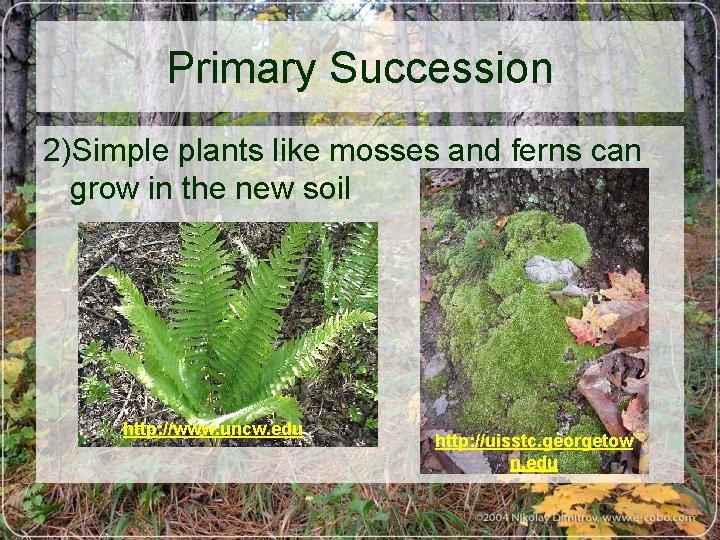 Primary Succession 2)Simple plants like mosses and ferns can grow in the new soil