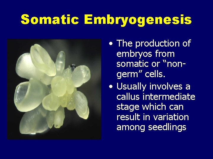 Somatic Embryogenesis • The production of embryos from somatic or “nongerm” cells. • Usually