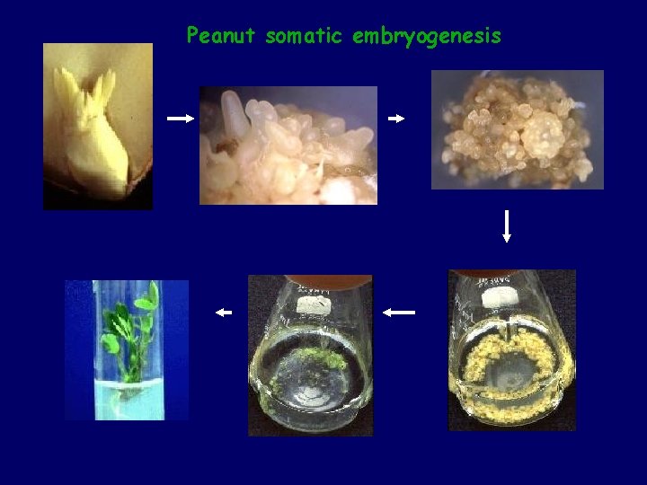 Peanut somatic embryogenesis 