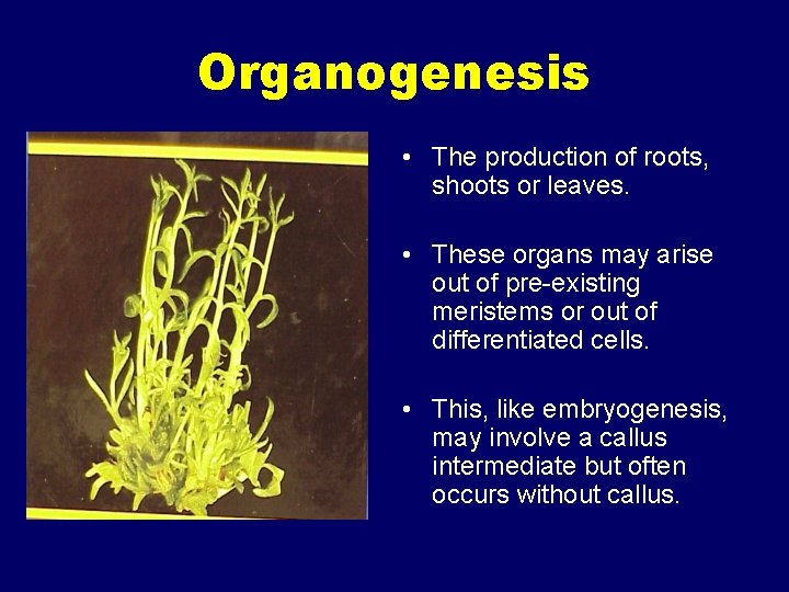 Organogenesis • The production of roots, shoots or leaves. • These organs may arise