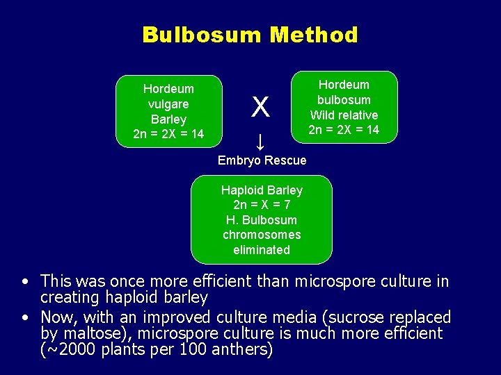 Bulbosum Method Hordeum vulgare Barley 2 n = 2 X = 14 X ↓