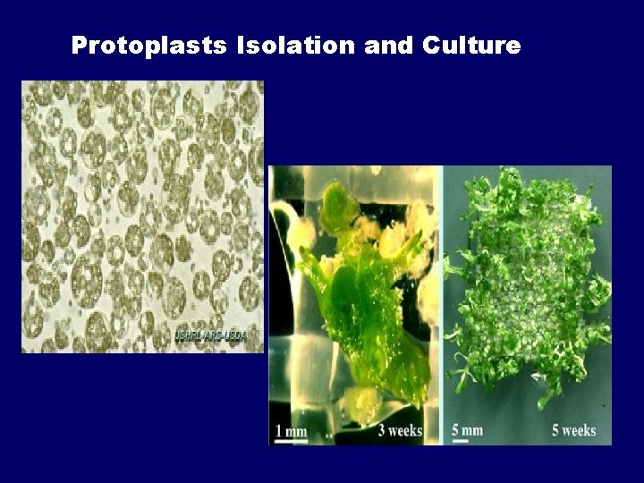 Protoplasts Isolation and Culture 