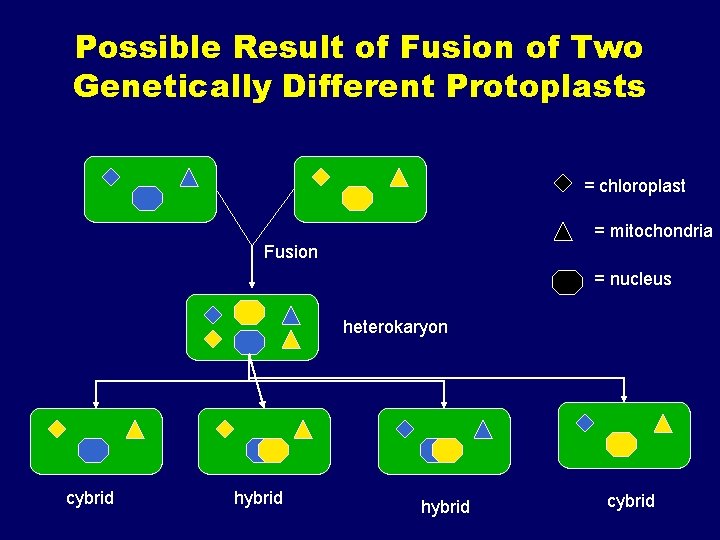 Possible Result of Fusion of Two Genetically Different Protoplasts = chloroplast = mitochondria Fusion