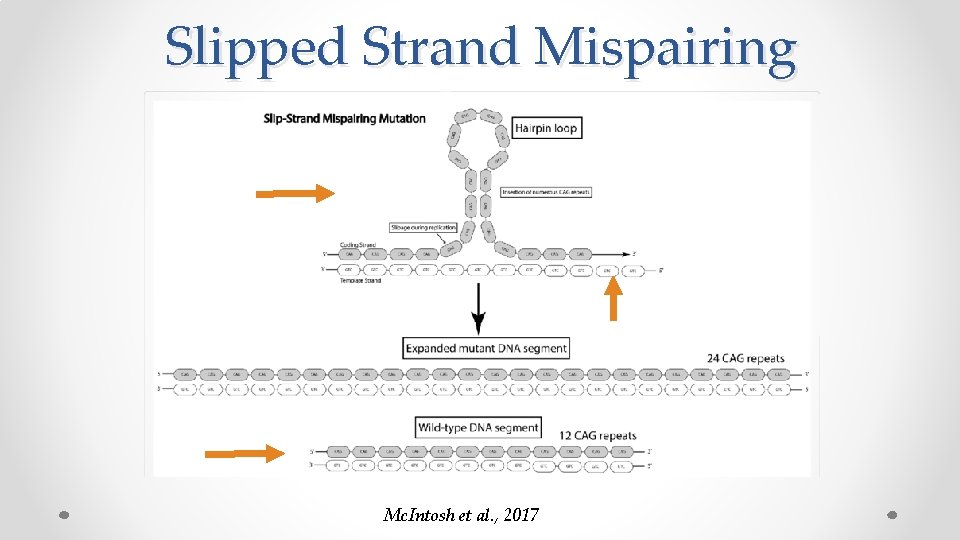 Slipped Strand Mispairing Mc. Intosh et al. , 2017 