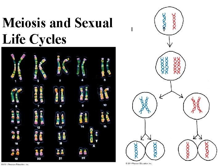 Meiosis and Sexual Life Cycles 