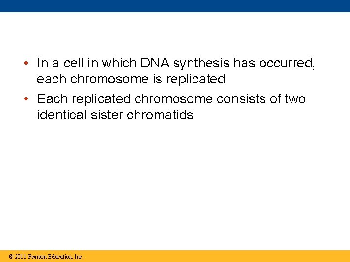  • In a cell in which DNA synthesis has occurred, each chromosome is