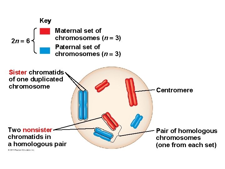 Key 2 n 6 Maternal set of chromosomes (n 3) Paternal set of chromosomes