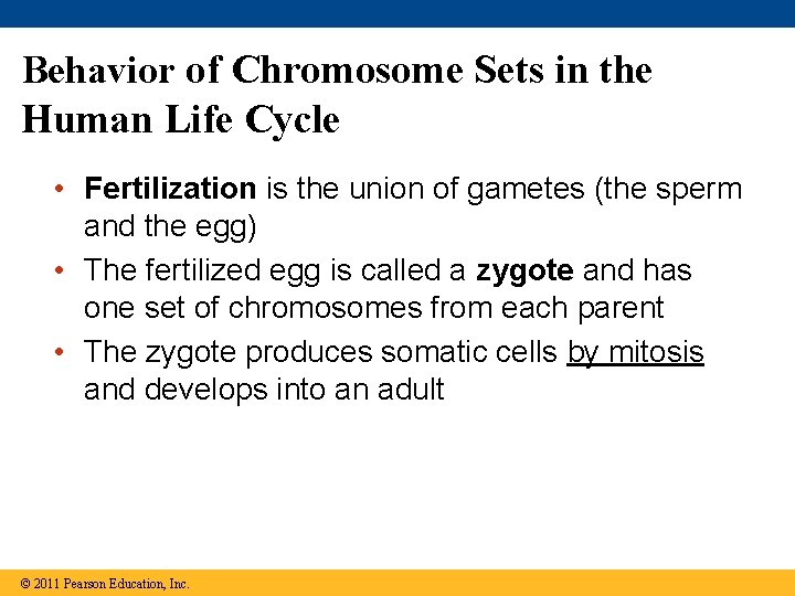 Behavior of Chromosome Sets in the Human Life Cycle • Fertilization is the union