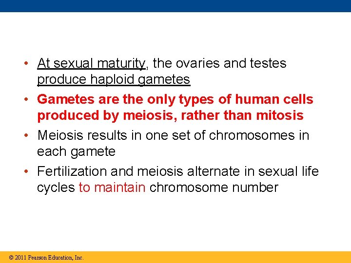  • At sexual maturity, the ovaries and testes produce haploid gametes • Gametes