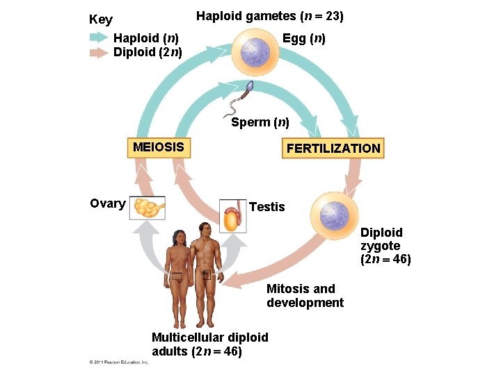 Haploid gametes (n 23) Key Haploid (n) Diploid (2 n) Egg (n) Sperm (n)