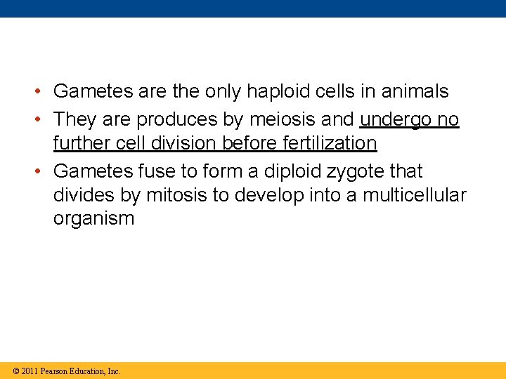  • Gametes are the only haploid cells in animals • They are produces
