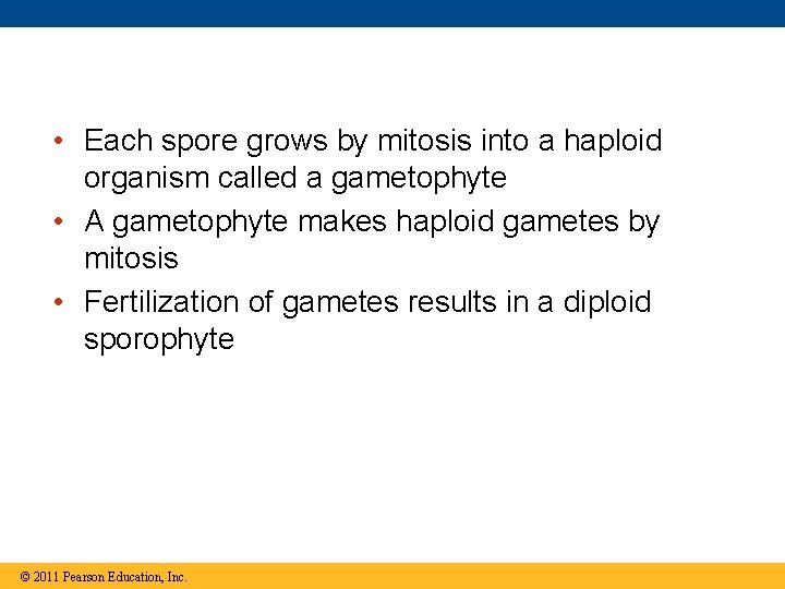  • Each spore grows by mitosis into a haploid organism called a gametophyte