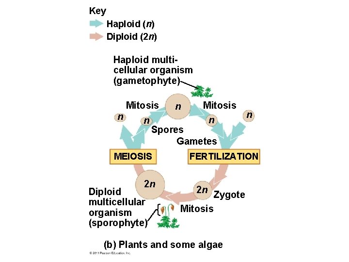 Key Haploid (n) Diploid (2 n) Haploid multicellular organism (gametophyte) Mitosis n n Spores