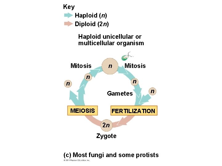 Key Haploid (n) Diploid (2 n) Haploid unicellular or multicellular organism Mitosis n n