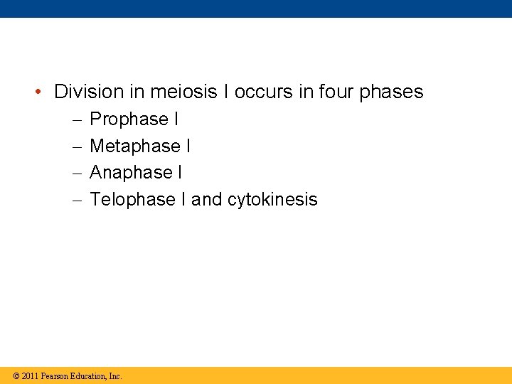  • Division in meiosis I occurs in four phases – – Prophase I