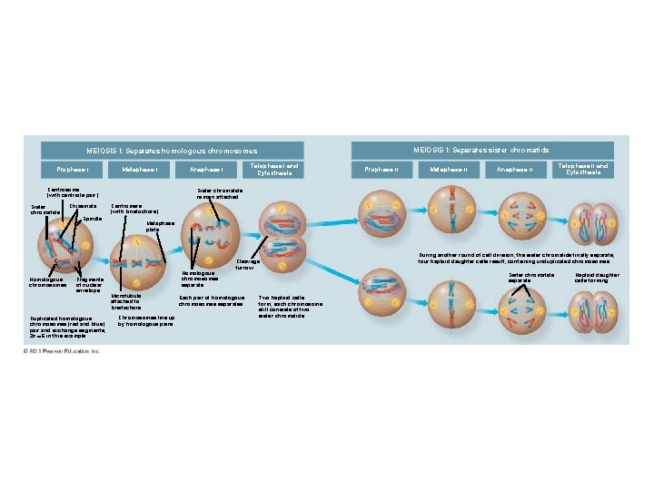 MEIOSIS I: Separates sister chromatids MEIOSIS I: Separates homologous chromosomes Prophase I Metaphase I