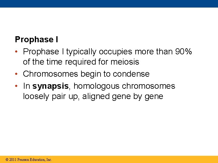 Prophase I • Prophase I typically occupies more than 90% of the time required