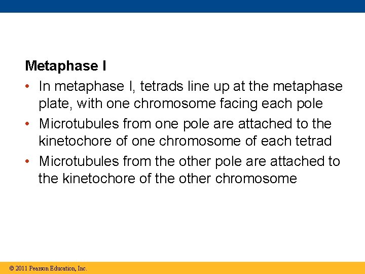 Metaphase I • In metaphase I, tetrads line up at the metaphase plate, with